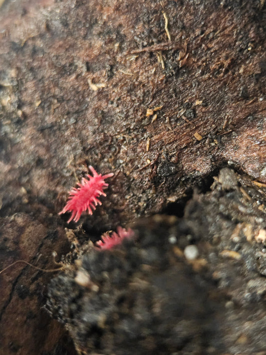 Rambutanura Red Spikey Springtail Vietnam