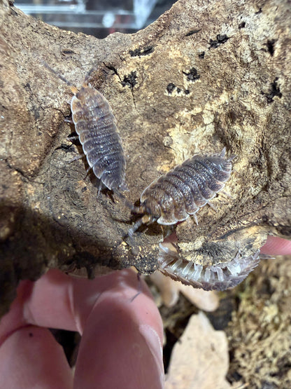 Porcellio Scaber Arenaria