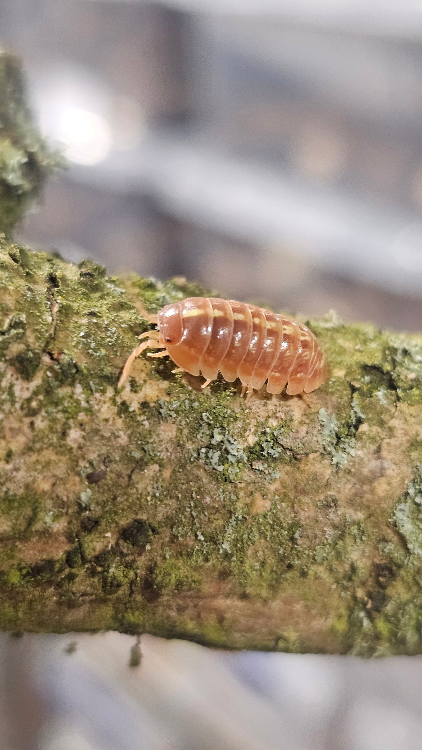Armadillidium apfelbecki orange