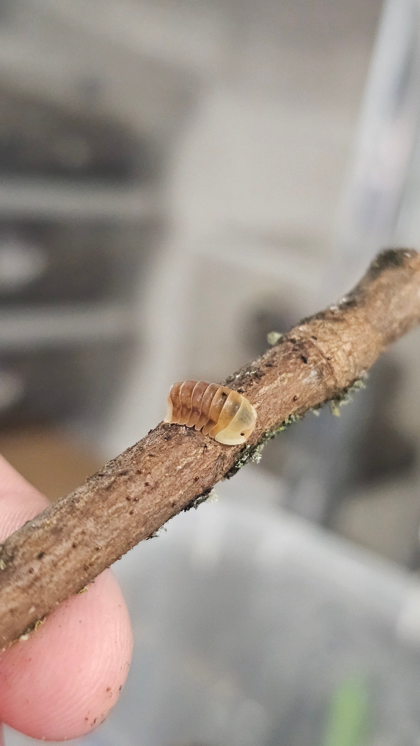 Cubaris sp rubber ducky blonde