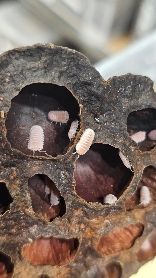 Cubaris sp Cherry Blossom