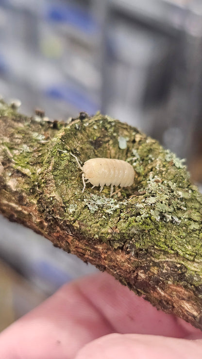 armadillidium badium casteldaccia white