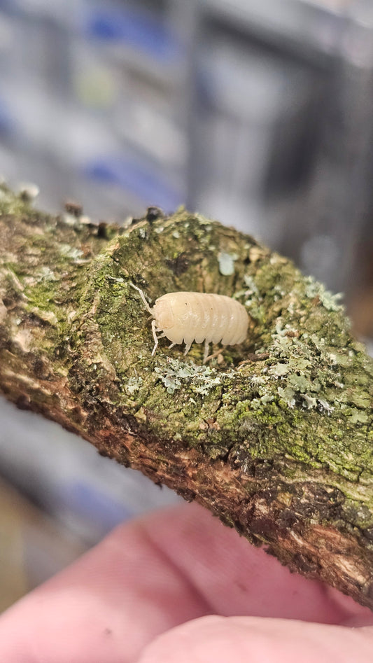 armadillidium badium casteldaccia white