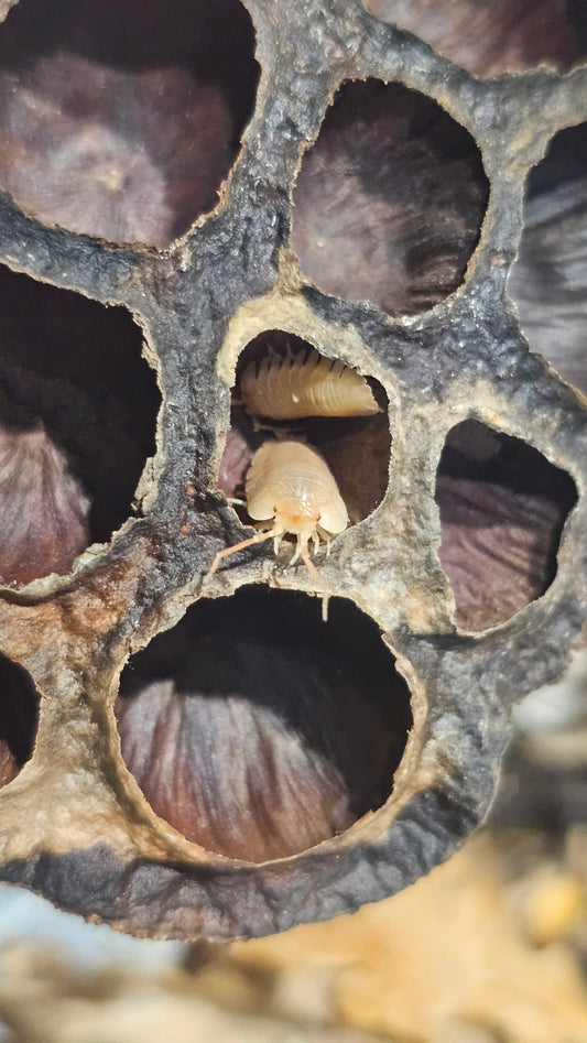 Armadillidium pallasi orange