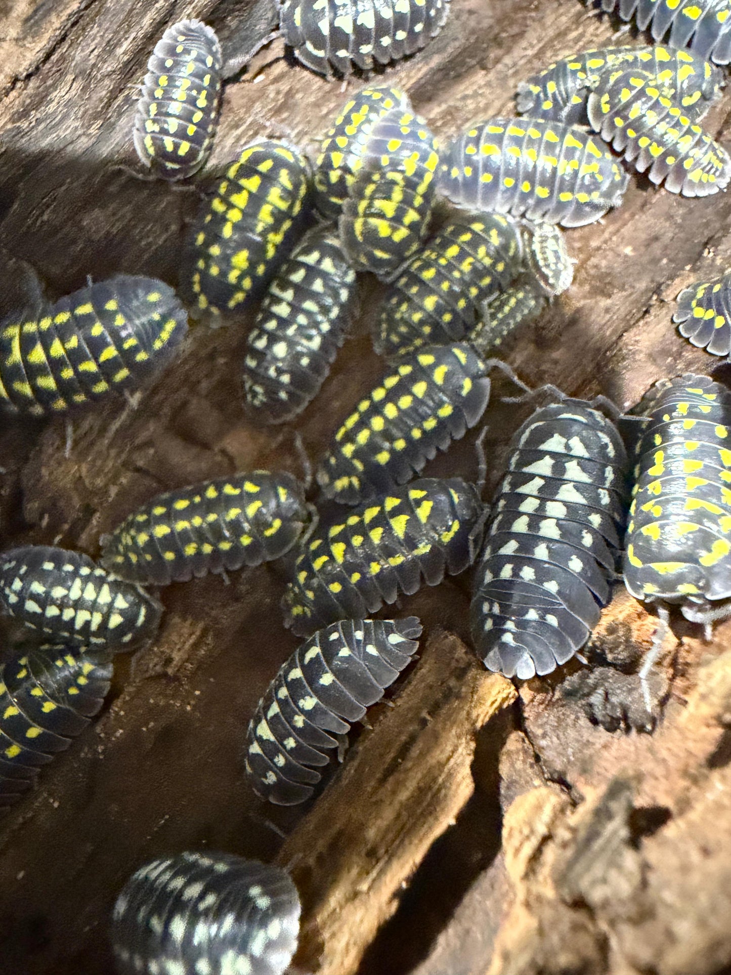 Armadillidium Gestroi