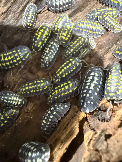 Armadillidium Gestroi