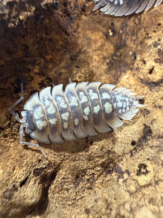 Porcellio Tortonesei