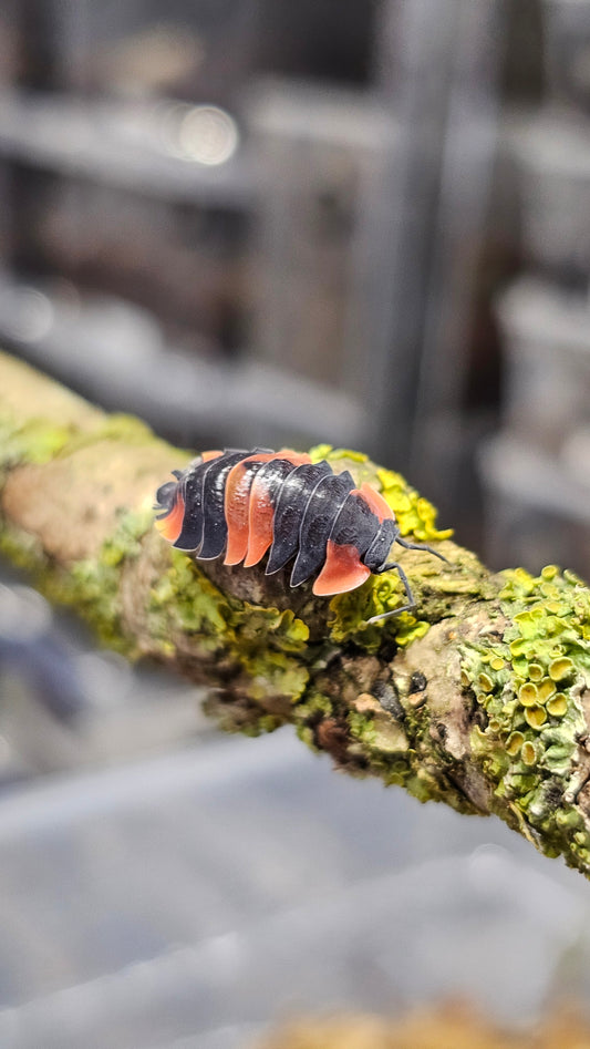 Ardentiella dragon red morph