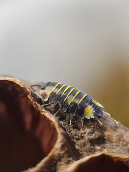 Ardentiella yellow pastel