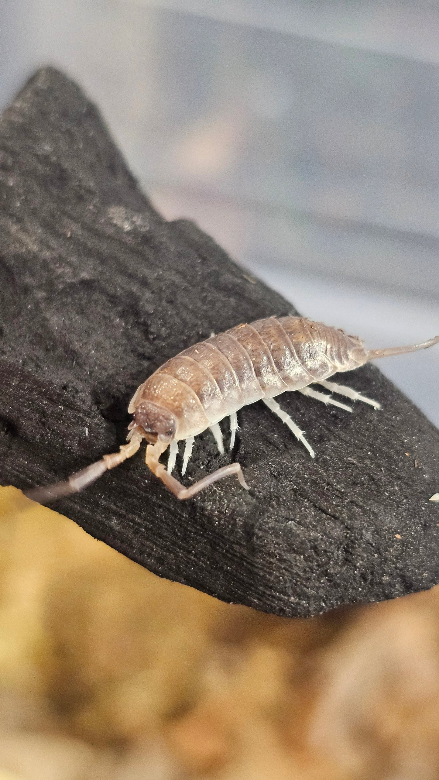 protracheoniscus china