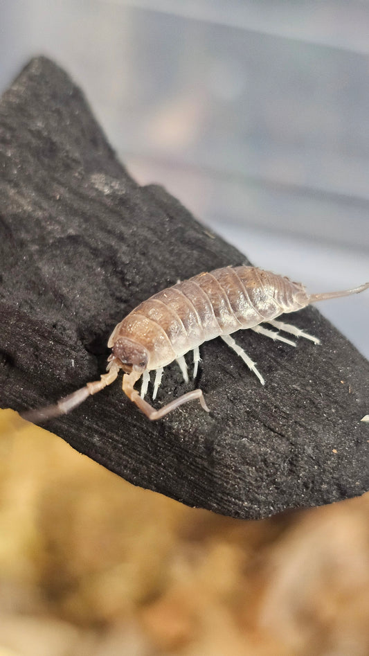 protracheoniscus china