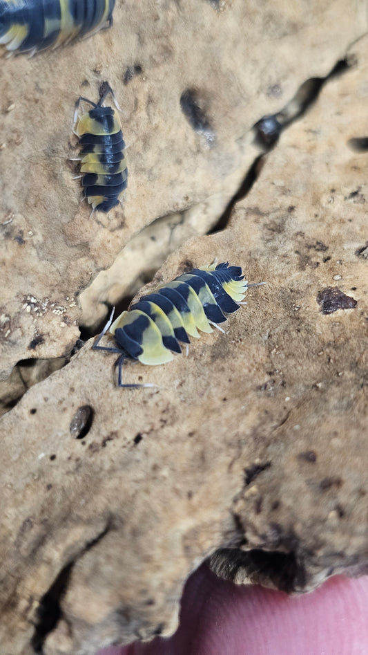 Ardentiella phoenix pastel yellow
