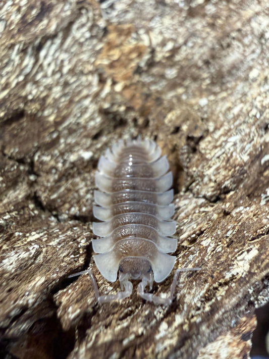 Trachelipus Trilobatus Trilobite