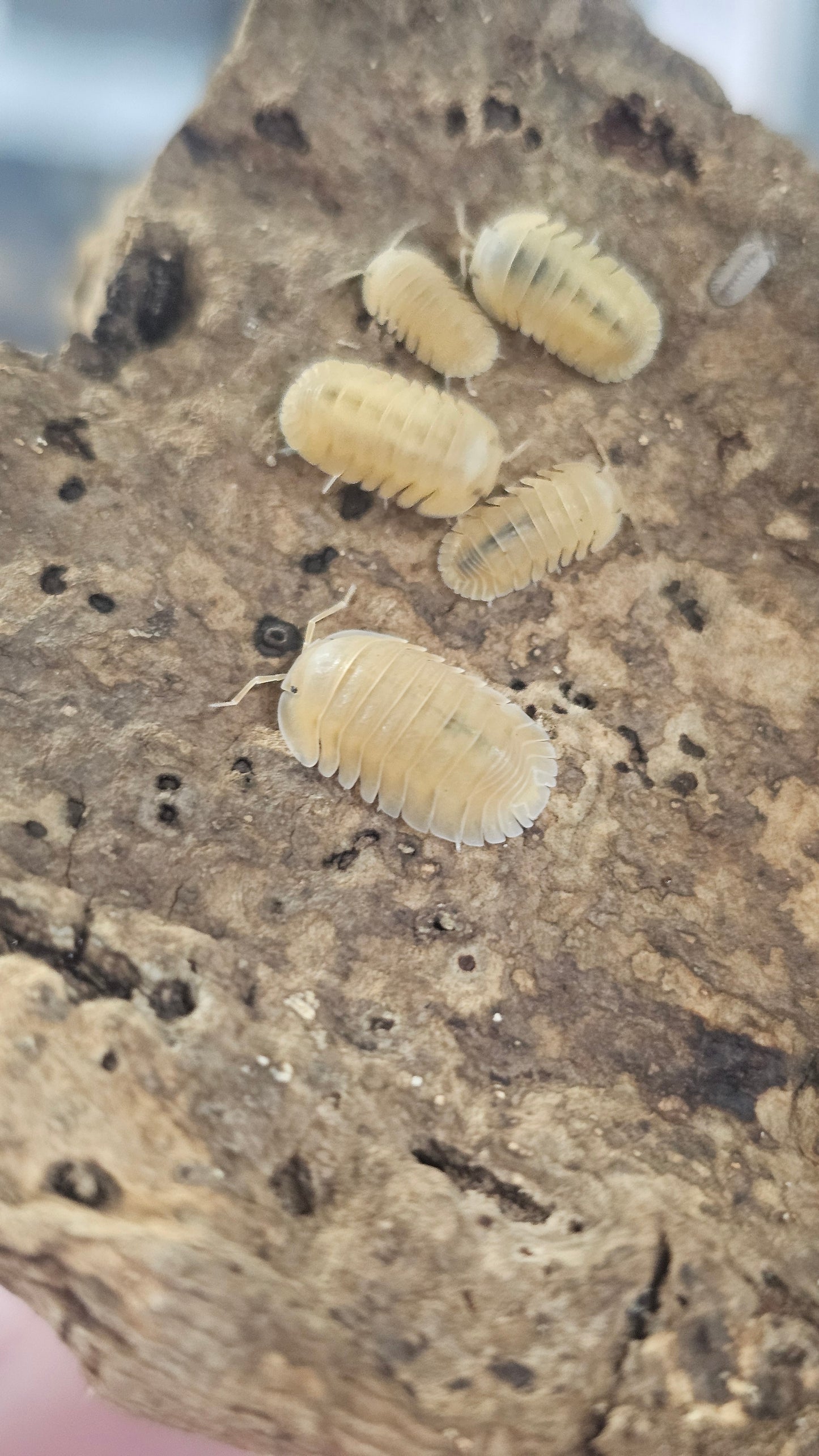 Cubaris sp orange frenzy