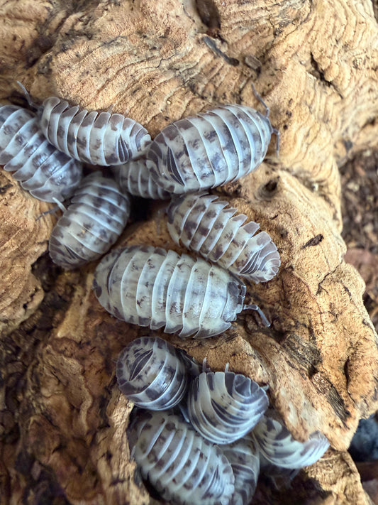 Armadillidium Gestroi Milky Way