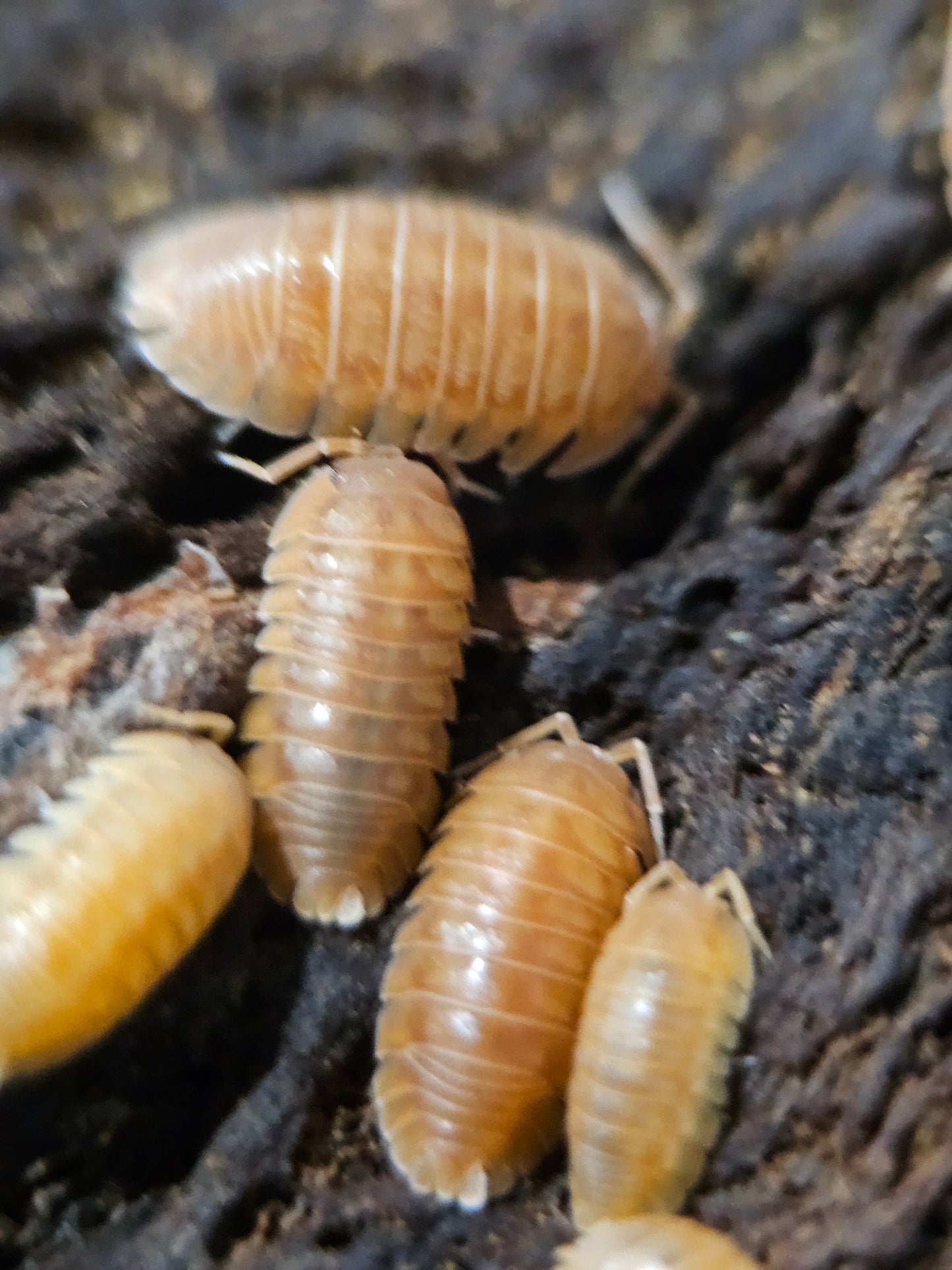 Armadillidium nasatum orange