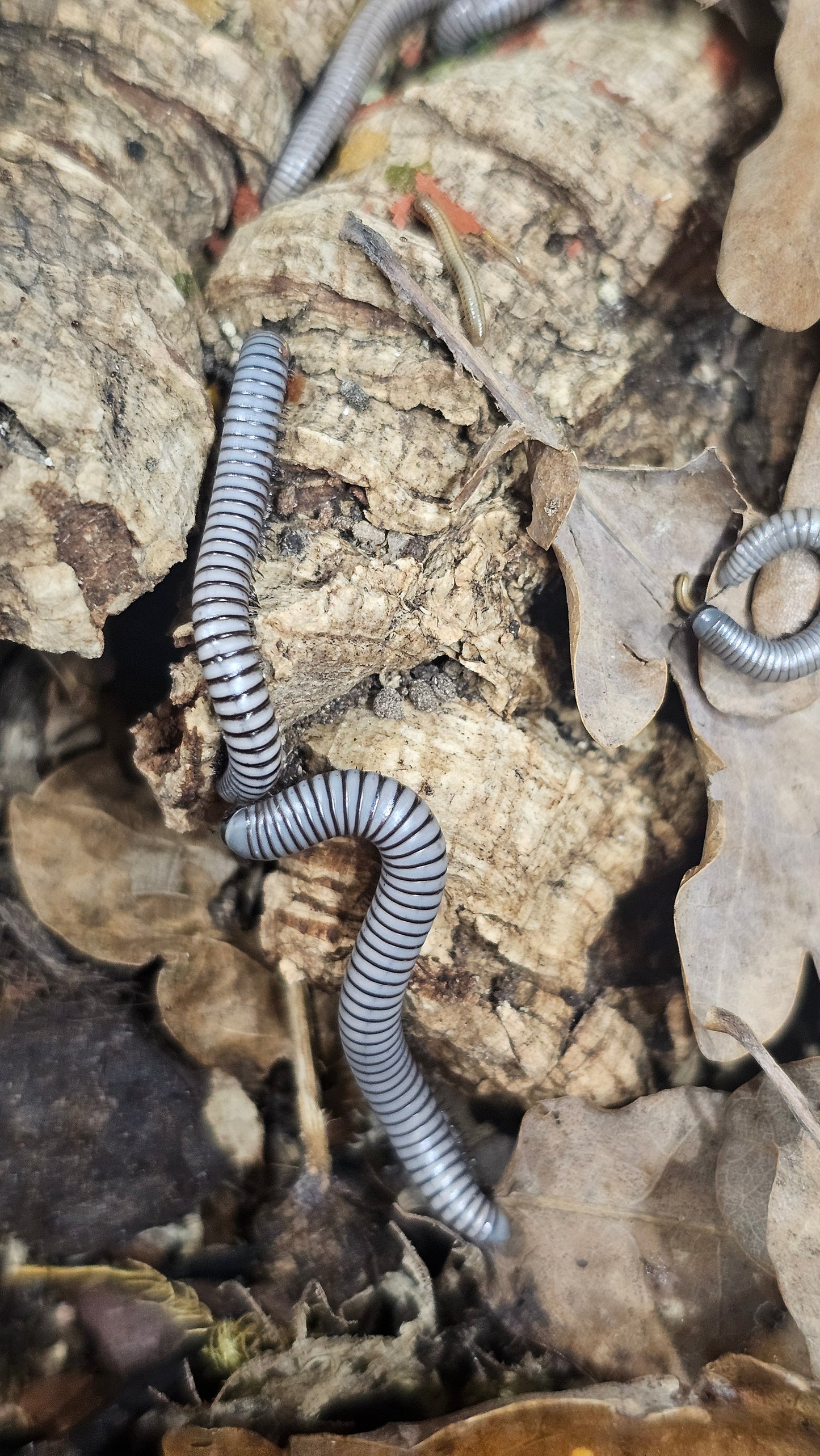 Ommatoiulus Rutilans Millipedes