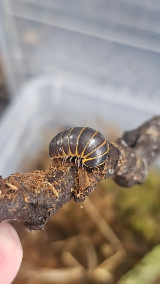 Pill millipede glomerida sp vietnam
