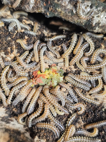 yellow uncinata millipede