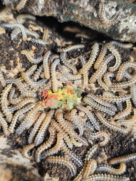 yellow uncinata millipede