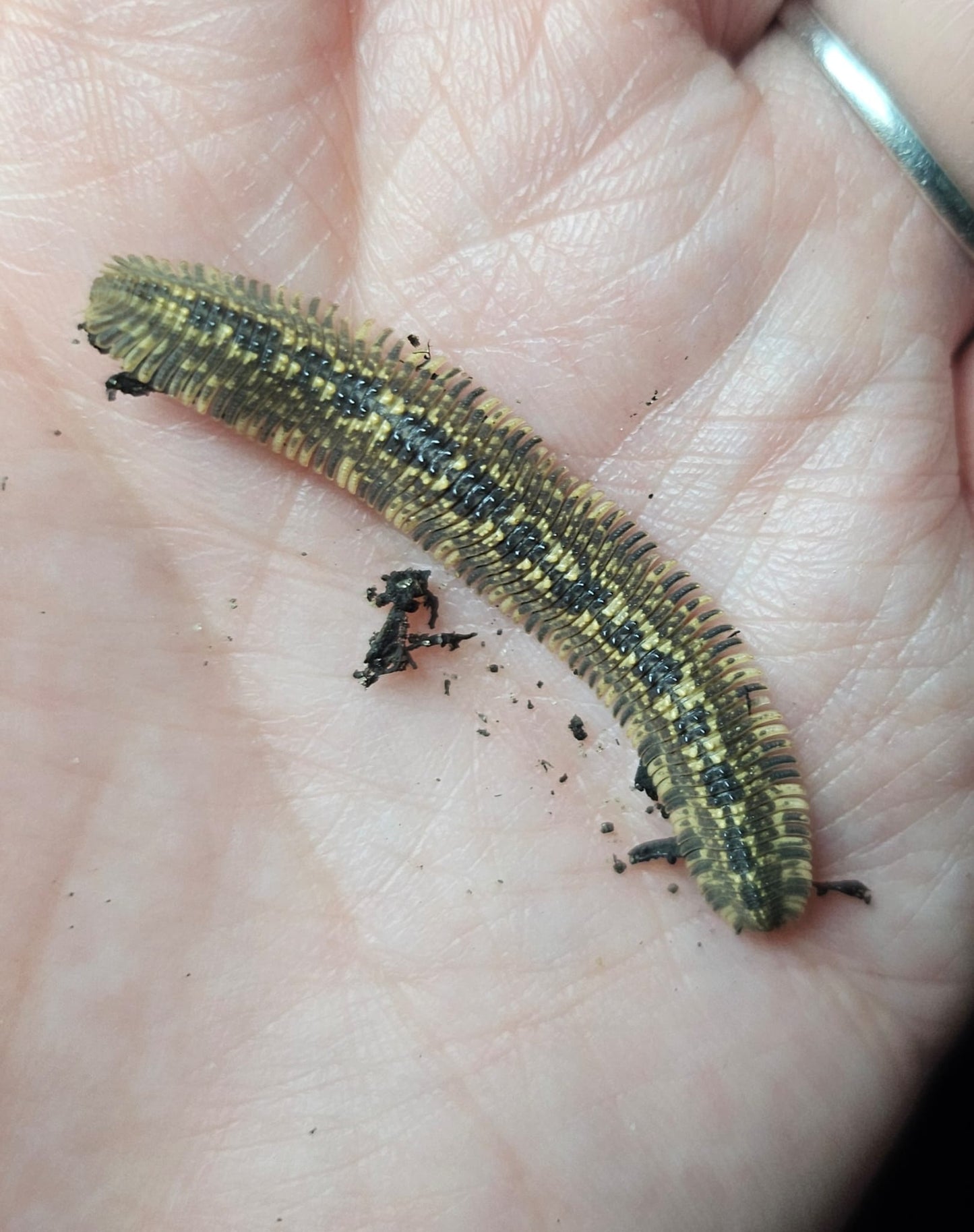 Brachycybe sp Vietnam Millipede