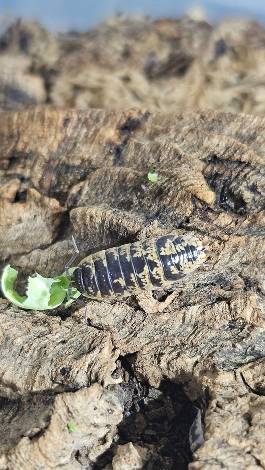 Porcellio Orantus High Yellow