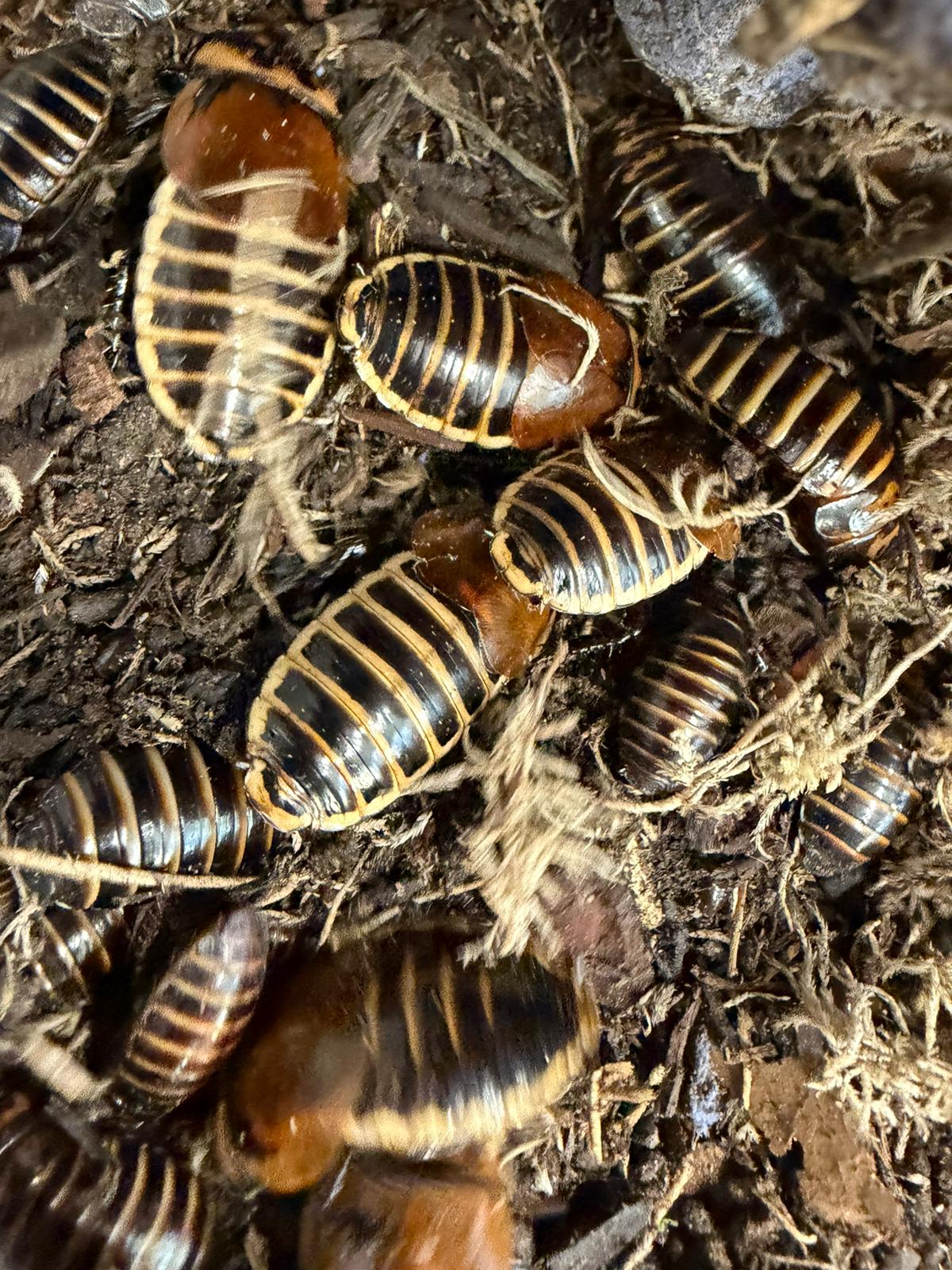 Lucihormetica Verrucosa Cockroach