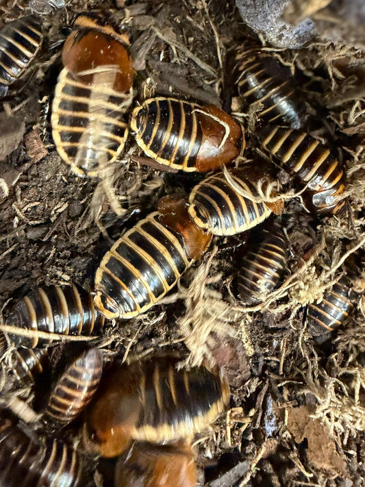 Lucihormetica Verrucosa Cockroach