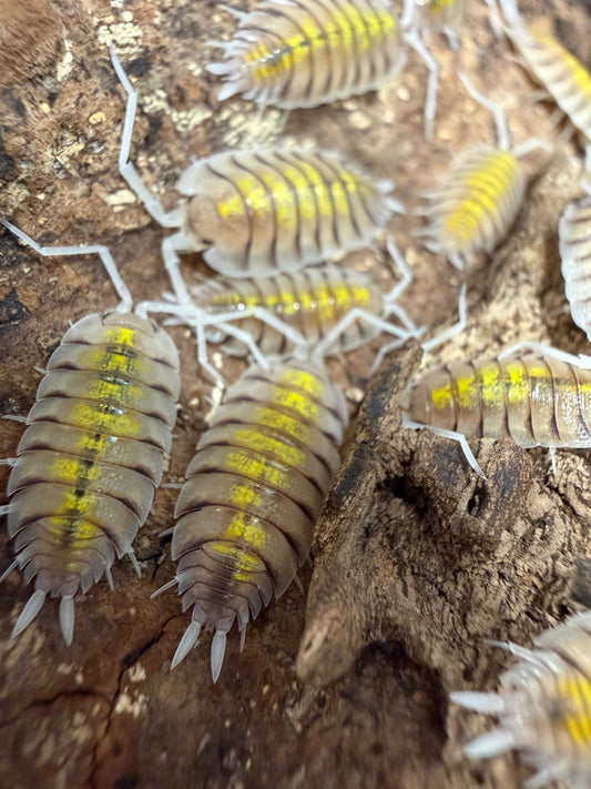 Porcellio Bolivari Yellow Ghost