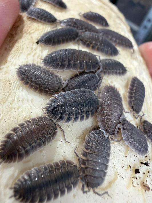 Porcellio Spatulatus