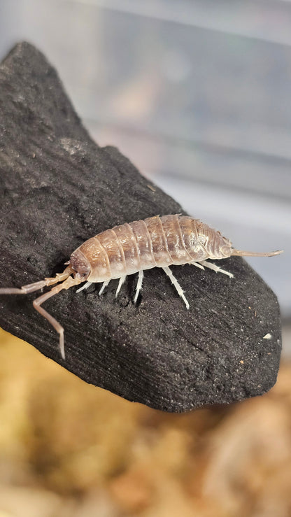 protracheoniscus china