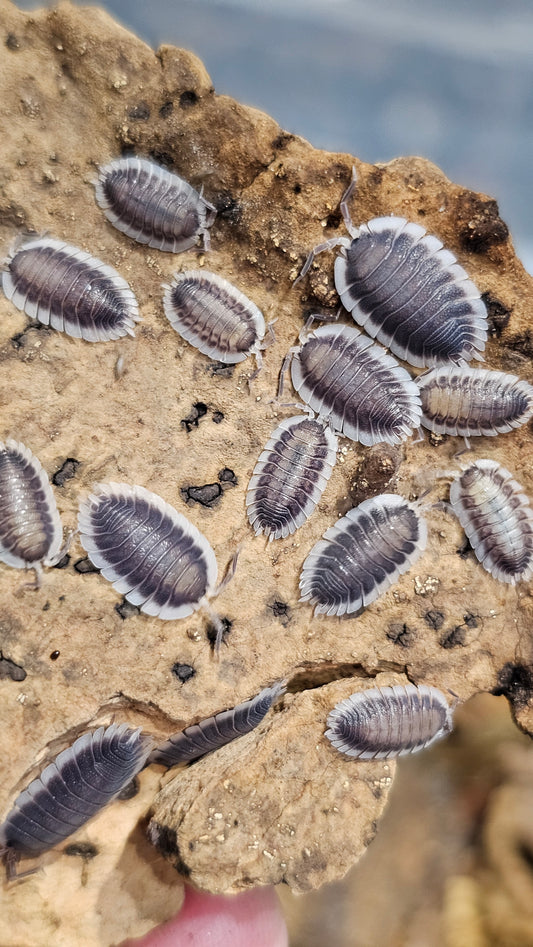 Porcellio Werneri