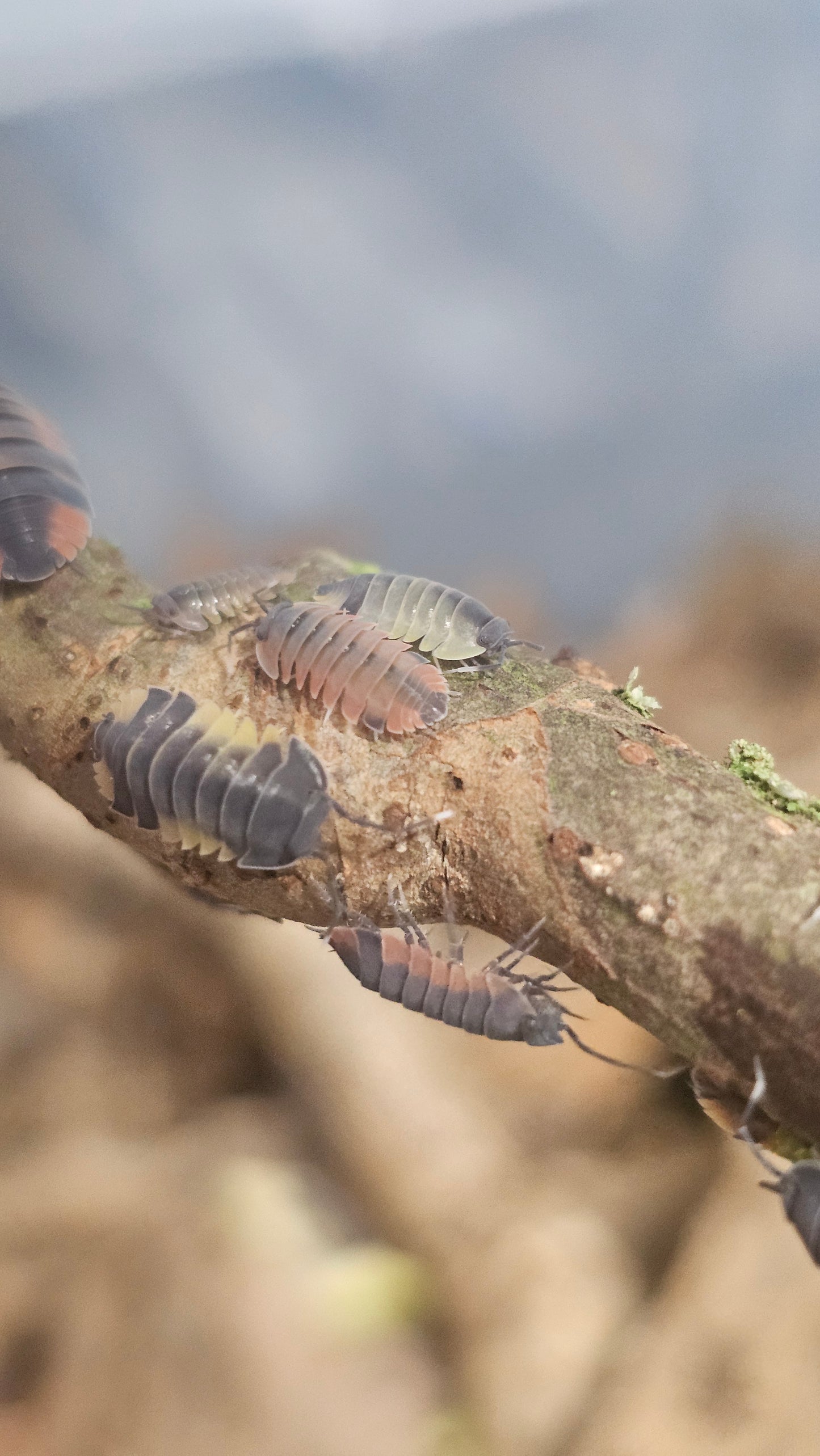 Ardentiella Lava Pastel