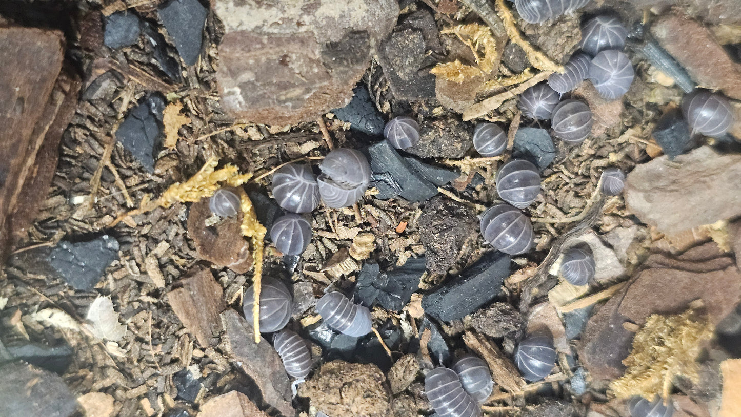 armadillo officinalis turkey