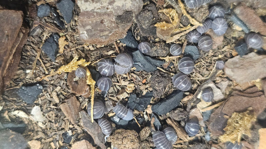 armadillo officinalis turkey