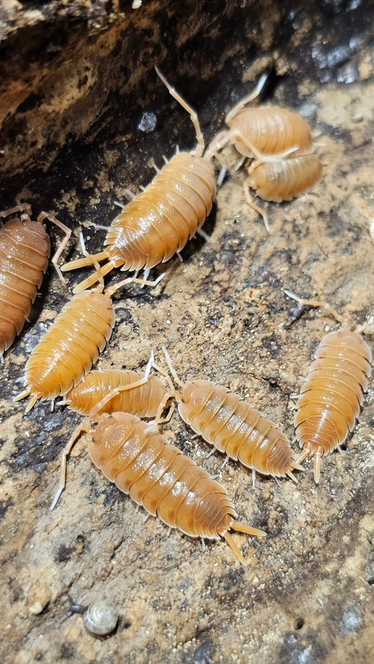 Porcellio Magnificus