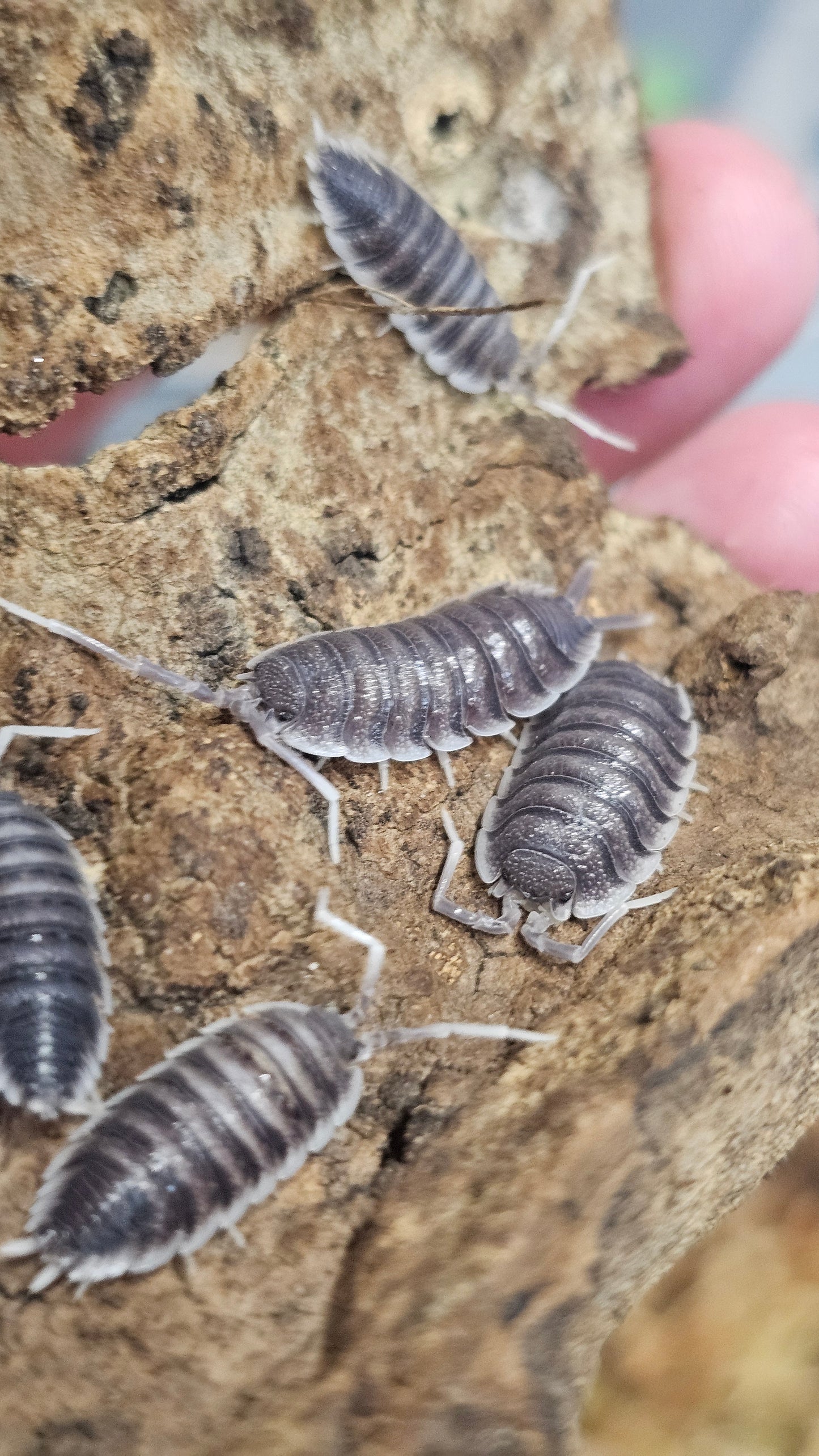 Porcellio hoffmannseggi white antenna