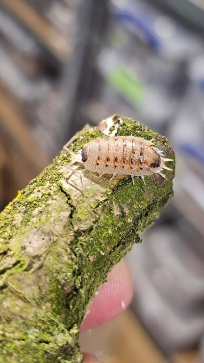 Porcellio nicklesi rubivan