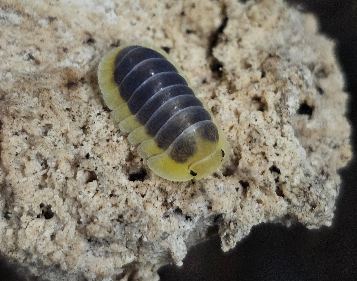 Cubaris lemon blue
