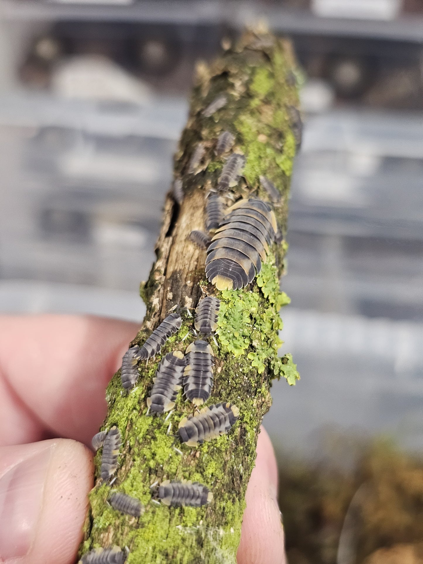 Ardentiella Wing Wing