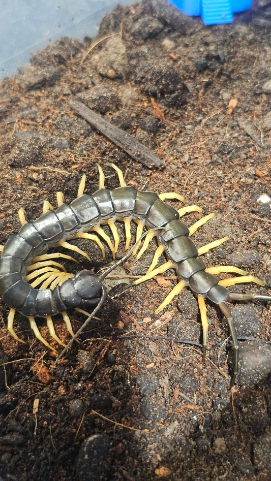 Scolopendra veitnam sp black beard