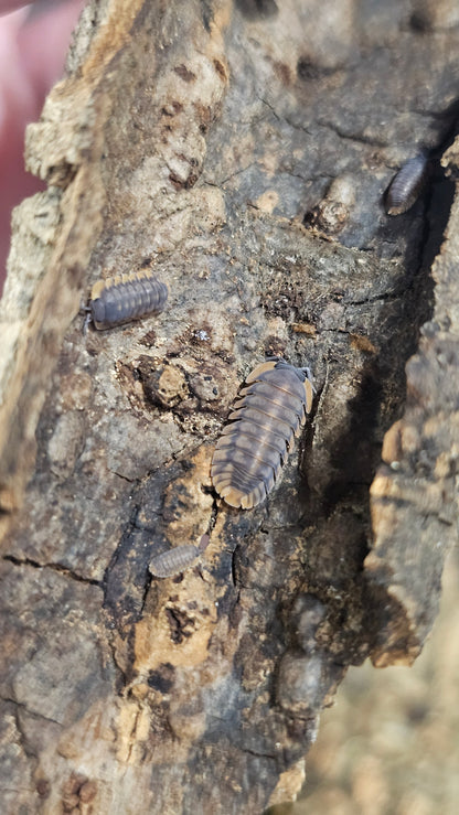 Cubaris sp red tiger