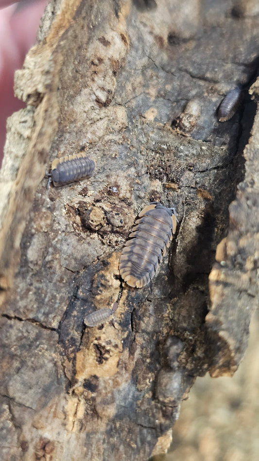 Cubaris sp red tiger