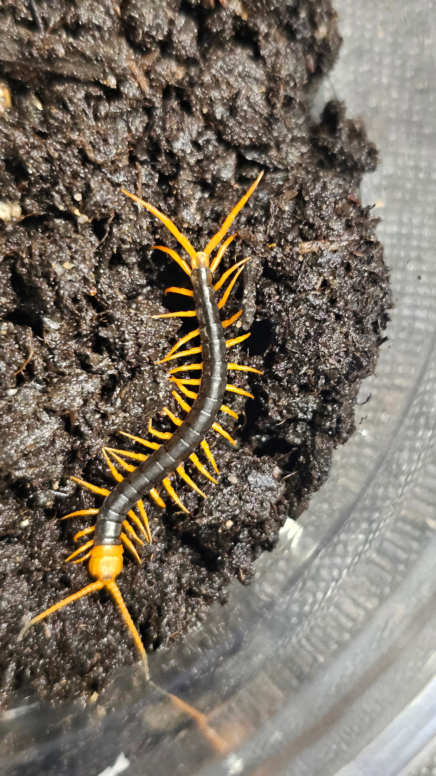 Scolopendra Dehaani vietnam giant yellow leg 5-8 cm juvenile pedeling