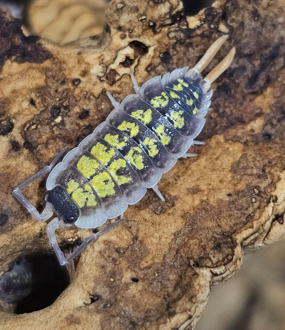 Porcellio red stick orange uropod