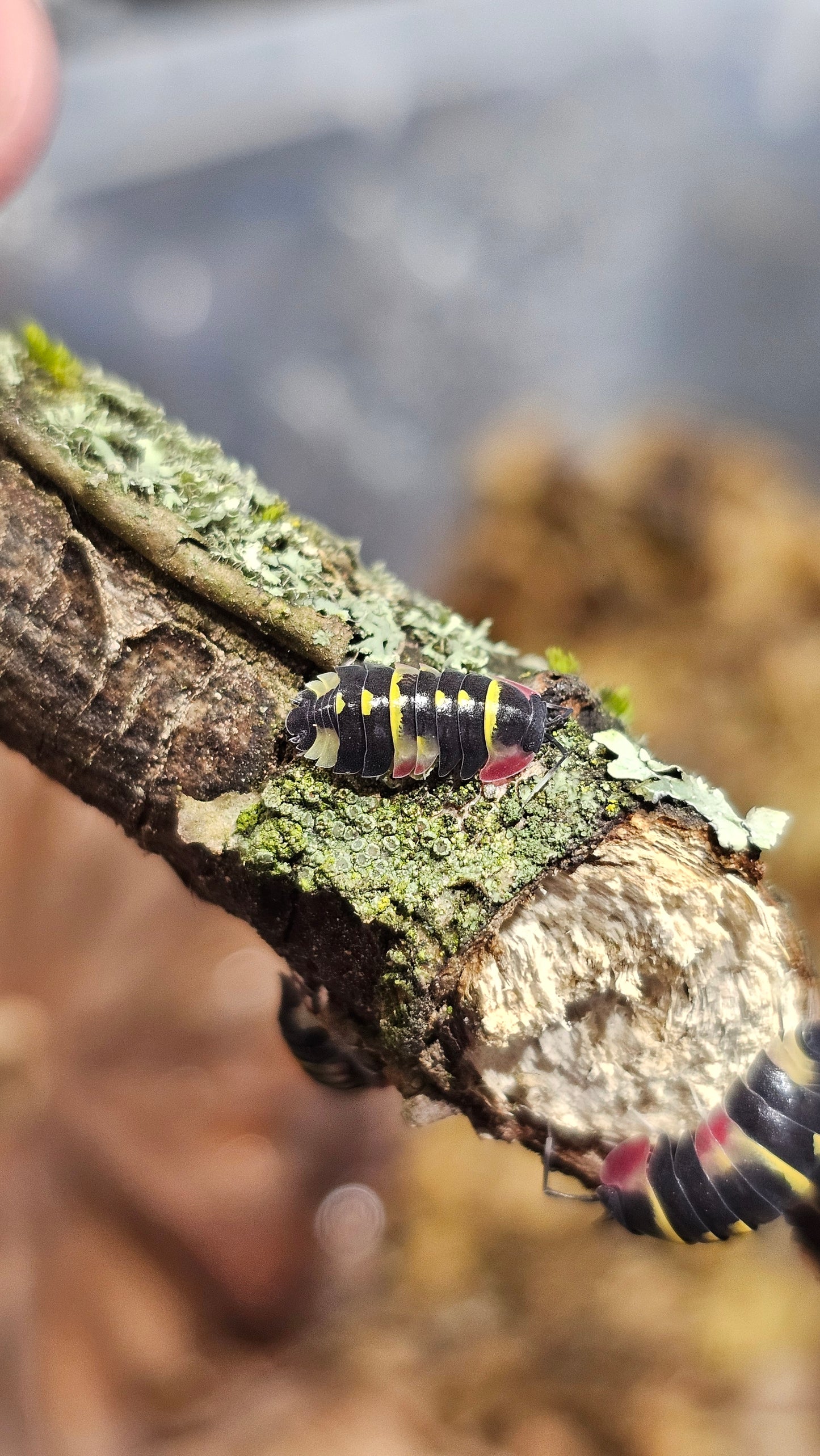 Ardentiella yellow arrow