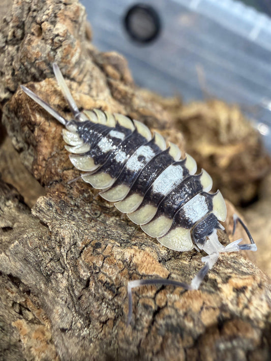 Porcellio Expansus La Senia