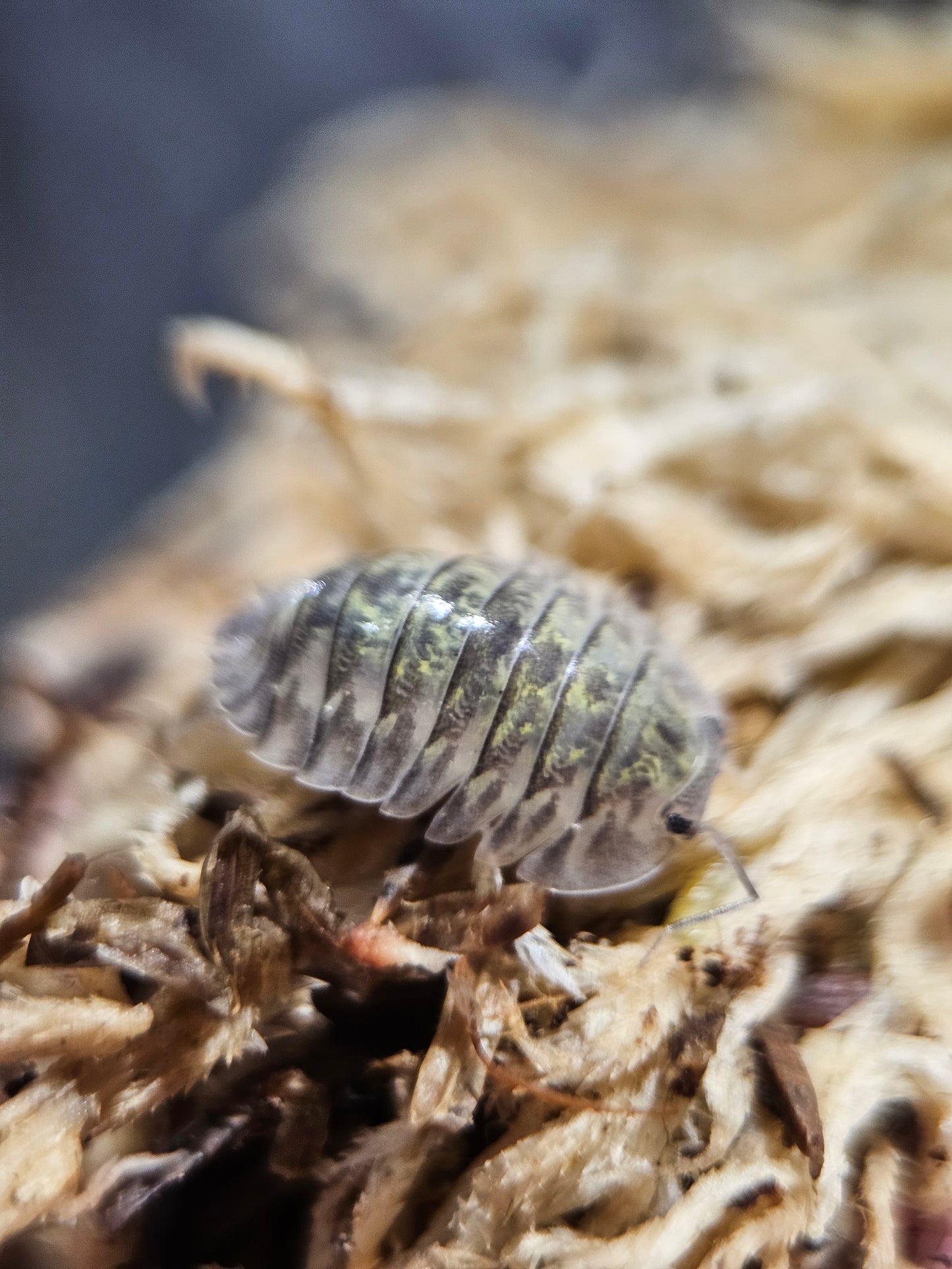 Troglodillo green goblin