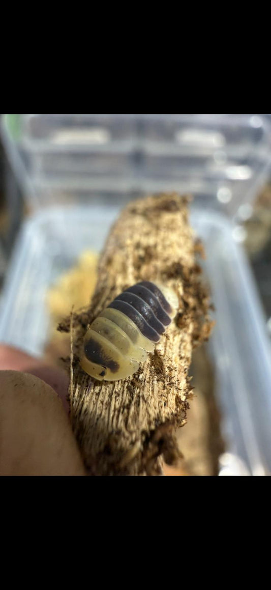 Cubaris sp Bumblebee