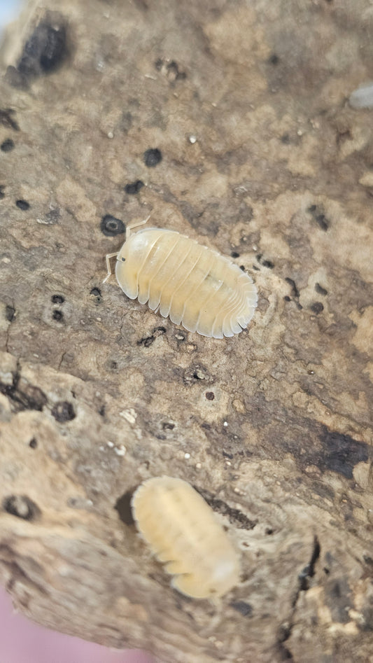 Cubaris sp orange frenzy